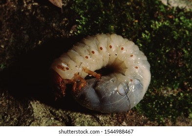 Scarab Beetle (Scarabaeidae) Pupa Grub