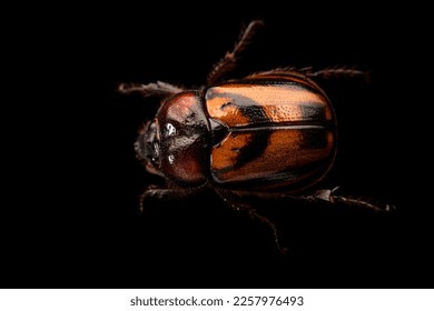 A scarab beetle species and black background  - Shutterstock ID 2257976493