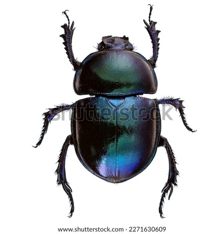 Scarab beetles with bright metallic colours on white background