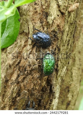 The scarab beetles (Protaetia inquinata) and weevil (Cryptoderma sp.) gather on the trunk of Quercus aliena for sap.