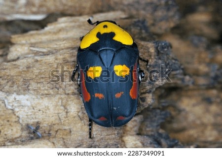 Scarab fruit beetle, Pachnoda iskuulka (Scarabaeidae). A beautiful beetle often bred by passionate hobbyists in terrariums.