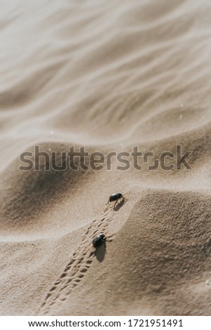 Similar – Sea snails on the beach