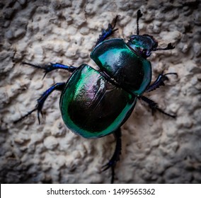 
A Scarab Rests On The Wall