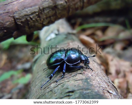 scarab that laboriously climbs over an obstacle in the middle of the mountain path