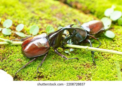 Scarabaeidae Males With Long Horns For Fighting