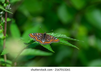 Scarce Fritillary, Euphydryas Maturna, Endangered And Protected Butterfly In Sweden. The Insect Helps To Pollinate And Is An Important Part Of The Ecosystem. Blurred Background With Copy Space.