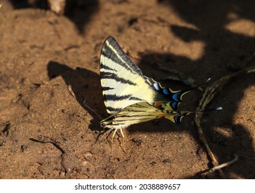 Scarce swallowtail butterfly (iphiclides podalirius) the sail swallowtail or pear-tree swallowtail on the ground