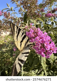 Scarce swallowtail butterfly (Iphiclides podalirius) perched on vivid pink buddleia flowers in a lush garden on a bright summer day, highlighting its unique striped wings