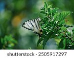 scarce swallowtail butterfly from maye village north of iraq