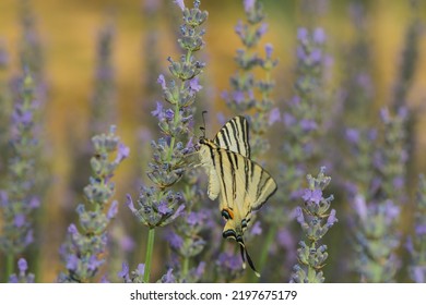 Scarce Swallowtail On A Lavender Blossom