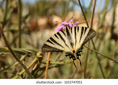 Scarce Swallowtail, Segelfalter