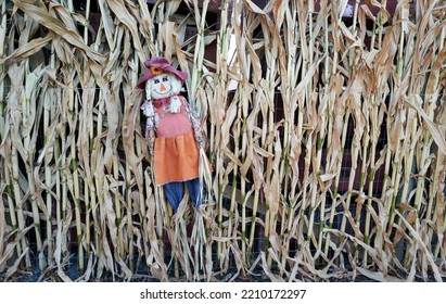 Scare Crow Among Corn Starch