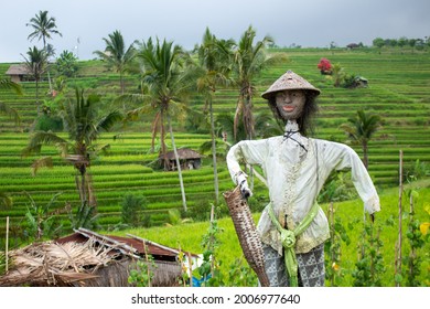 Scare Crow In The Rice Filed 