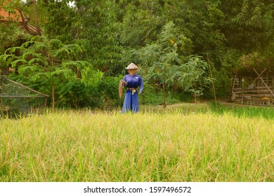 888 Scarecrow In A Rice Paddy In Thailand Images, Stock Photos 