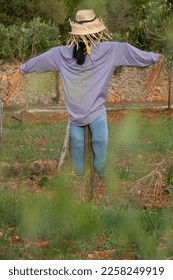 scarecrow in a field, Lloret de Vistalegre, Mallorca, Balearic Islands, Spain - Shutterstock ID 2258249919