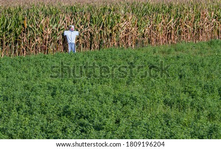 А scarecrow in front of a cornfield