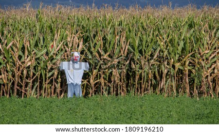 А scarecrow in front of a cornfield