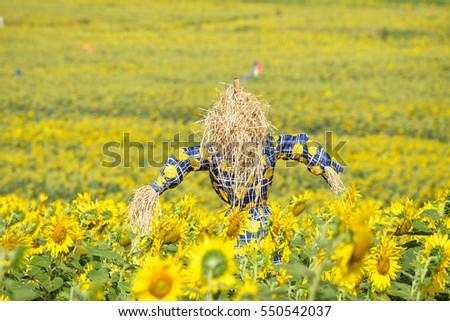 Scarecrow guarding sunflower field.