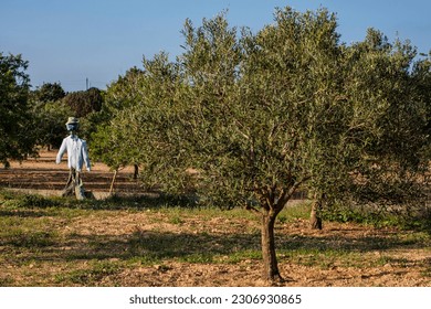 scarecrow in an olive field, Formentera, Pitiusas Islands, Balearic Community, Spain - Shutterstock ID 2306930865
