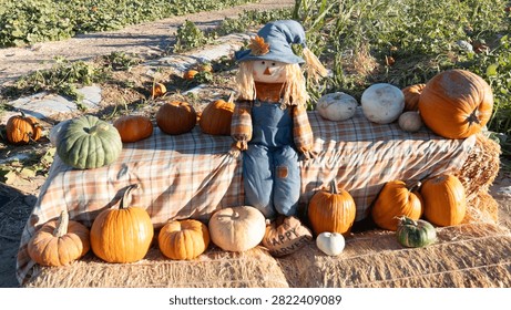 A scarecrow sits on a haystack surrounded by bright orange pumpkins with a dirt trail rising behind him.
