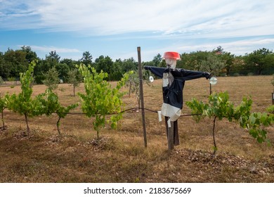 A Scarecrow In A Small Vineyard.