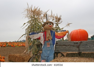 A scarecrow stands in front of a pumpkin patch in Southern California.