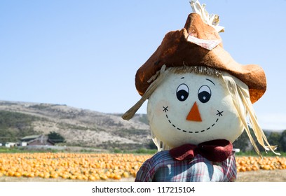 Scarecrow In Th Pumpkin Field