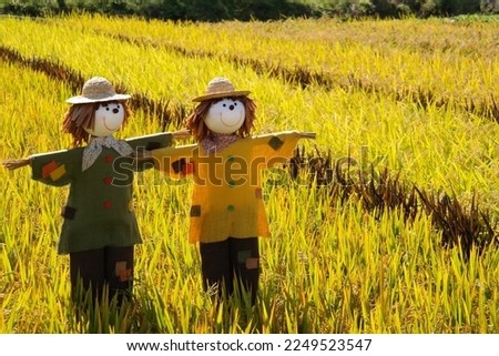 Scarecrows with smiling faces are standing in the rice field