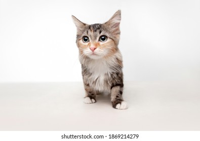 Scared Beautiful Multicolor Kitten Of Siberian Cat Posing Isolated On White Studio Background. Concept Of Motion, Action, Pets Love, Animal Grace. Looks Happy, Delighted, Funny. Copyspace.