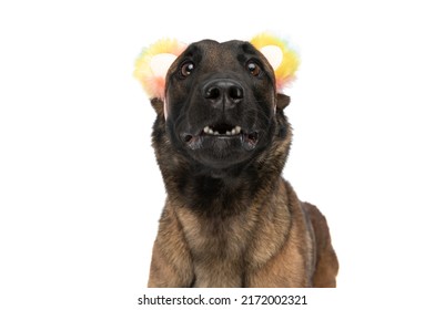 Scared Belgian Shepherd Dog With Colorful Ears Headband Being Afraid And Making A Terrified Face On White Background