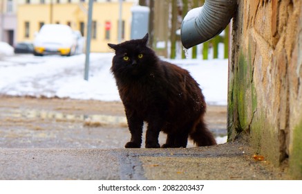 A Scared Black Cat With Yellow Eyes On A Street Corner In Winter