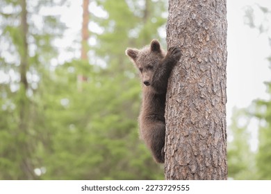 Scared brown bear cub climbed on a pine tree and watches until the threat is over - Powered by Shutterstock