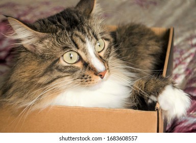 Scared Brown Cat Lies In A Cardboard Box. Long Haired Cat With Cute White Paws. Pet Lifestyle Concept. Cats Love Boxes. Funny Emotional Cat With Big Green Eyes. The Cat Fit In A Small Box