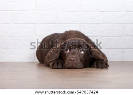 scared brown labrador puppy lying on the floor