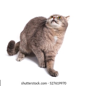 Head Of A Cat Images Stock Photos Vectors Shutterstock