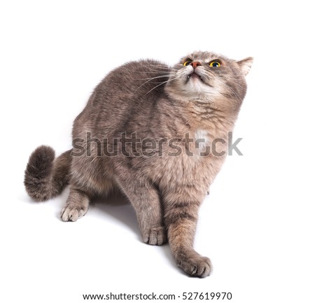 The scared cat has pressed ears and has recoiled back. It is isolated on a white background. 