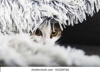 Scared Cat Hiding At Home