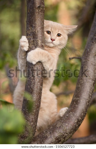 Scared Cat Hugged Tree Branch Cute Stock Photo Edit Now 1506527723