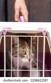 Scared Cat Looking Outside Of An Animal Cage Or Carrier In The Way To The Vet