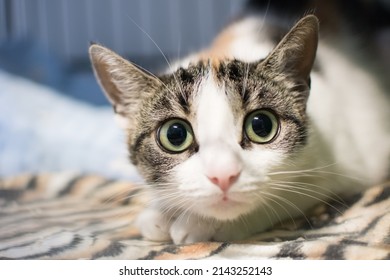 Scared Cat With Wide Eyes Looking At You