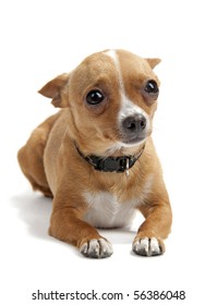 3,956 Sad chihuahua Images, Stock Photos & Vectors | Shutterstock