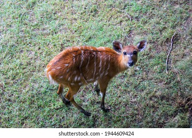 Scared Deer Looks At The Photographer
