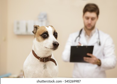 Scared Of Doctors. Cute Scared Jack Russel Terrier Puppy At The Vet Office Male Vet Writing On His Clipboard On The Background Concept Operation Examination Healthcare Illness Medicine Concept