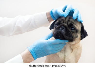 337 Scared Pug Images, Stock Photos & Vectors | Shutterstock