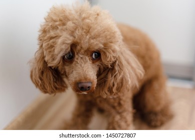 A Scared Dog (apricot Poodle)