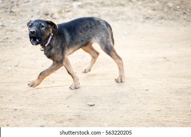 Scared Dog Barking On Street Full Of Dirt