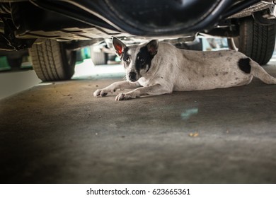 Scared Dog Is Hiding Under The Car. She Is Staring At People Who Getting Closer And Feel Tensed.