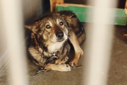 Scared Dog In Shelter Cage With Sad Crying Eyes , Emotional Moment, Adopt Me Concept, Space For Text