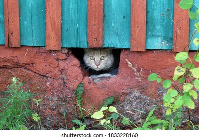 scared ginger cat peeks out of the hole under the house
