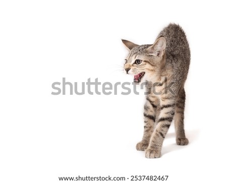 Scared kitten with hunched or arched back hissing or growling. Kitty cat with fearful or startled body language. Front view. 3 months old, female short hair cat, gray ticked tabby. Selective focus.
